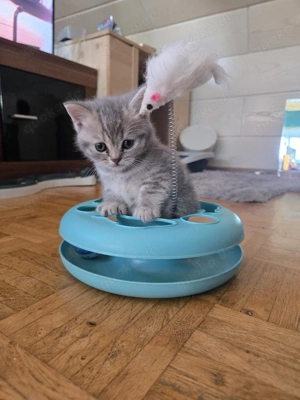 Bkh Kitten Kater geimpft und gechipt 