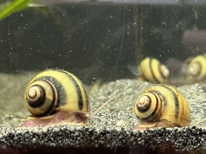 Zebra-Apfelschnecken  Bild 3