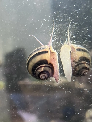 Zebra-Apfelschnecken  Bild 2