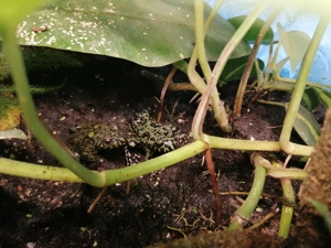 Chinesische Rotbauchunke