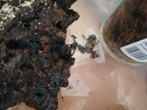Chinesische Rotbauchunke Bild 3