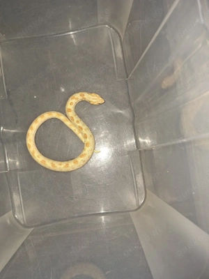 0.1 Heterodon nasicus Arctic Albino Conda