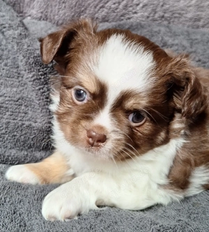 2 Chihuahuabuben suchen neues Personal (1 Mädels noch verfügbar)