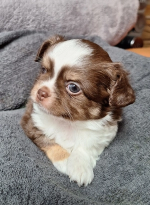 2 Chihuahuabuben suchen neues Personal (1 Mädels noch verfügbar)