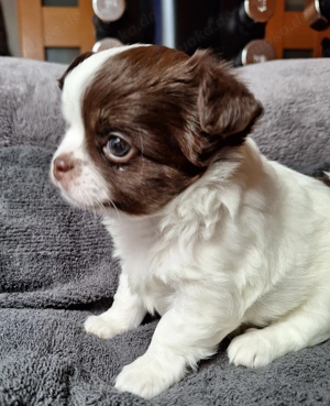 2 Chihuahuabuben suchen neues Personal (1 Mädels noch verfügbar)