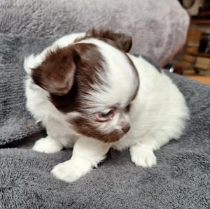 2 Chihuahuabuben suchen neues Personal