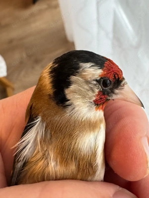 steglitz parva, männlich von 2025 Bild 2