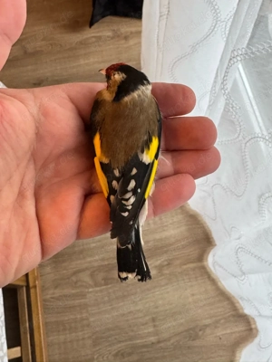 steglitz parva, männlich von 2025 Bild 3