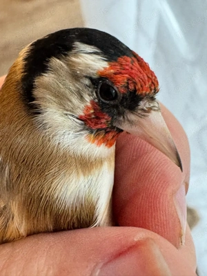 steglitz parva, männlich von 2025 Bild 4