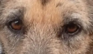 Sara (geb. ca. 2019) lebt in bosnischem Tierheim und sucht ein Zuhause