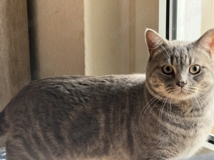 Britischer Kater, 8 Monate, sucht neues Zuhause   