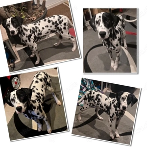 dalmatiner welpen 