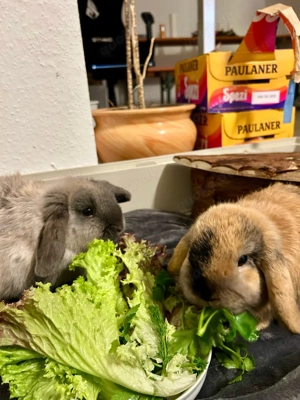 Kaninchen mit komplette Zubehör abzugeben