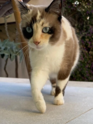 Katze in liebevolle Hände abzugeben-nur Alleinhaltung, keine weiteren Tiere