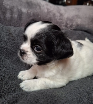 Chihuahuawelpen (2Mädels)suchen neues Personal!