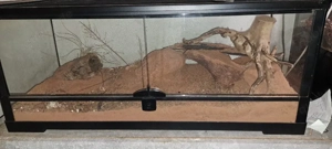 Terrarium 76  31  34  