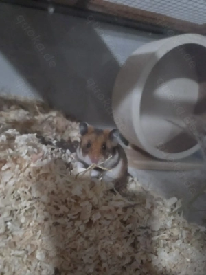 Goldhamster mit Zubehör 