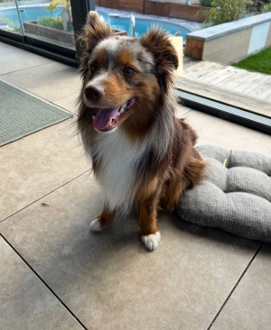 Mini Australian Shepherd