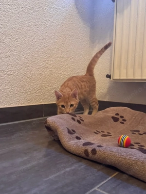 Zuckersüsse Katzenkinder   nur gemeinsam abzugeben