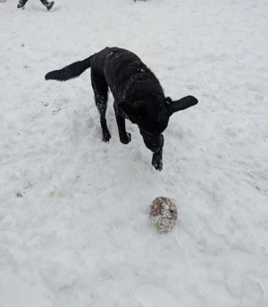 schäferhund Labrador 