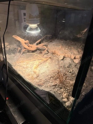 Glasterrarium 40 40 30