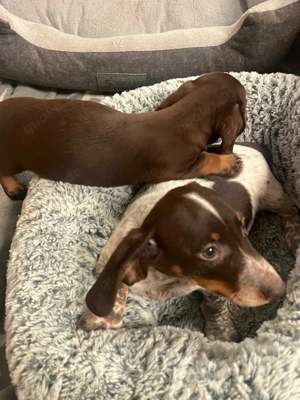 Amerikanische Zwergdackel