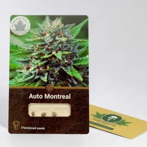 Sammelnsamen Auto Montreal