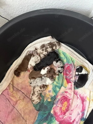 Australian Shepherd Welpen    