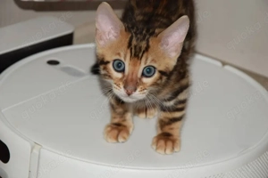 Reinrassiges Bengalkätzchen sucht ein neues Zuhause