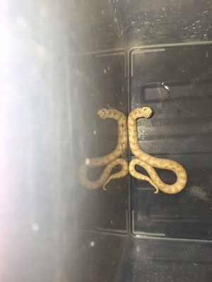 1.0 Heterodon nasicus Albino Conda sunglow