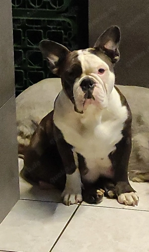 Französisch Englisch Bulldoggen Mix 