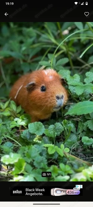 Pauli Meerschweinchenweibchen 