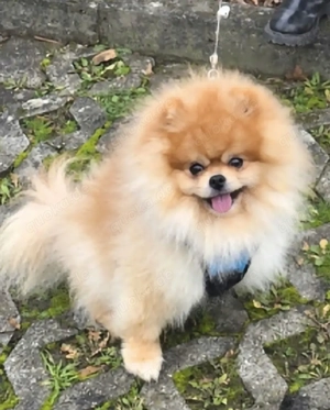 Pomeranian Zwergspitz Deckrüde 