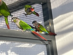 Grünwangenrotschwanzsittich, Rotscheitelsittich, Blaustirnrotschwanzsittich alle mit DNA, Zuchtpaare