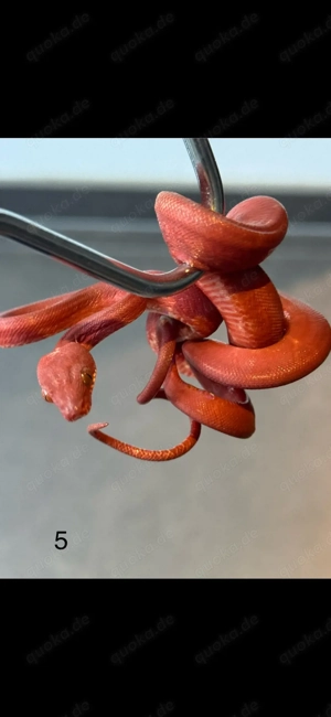 corallus hortulanus Red, Red calico