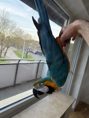 Wunderschönes Gelbbrustara-Paar (Ara ararauna) - Verpaart +DNA-Zertifikat & Herkunftsnachweis