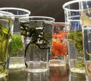 Meerwasser-, Salzwasser, Makroalge: Starterset, Rotalge, Caulerpa, Gracillaria, Halymenia, Grünalge