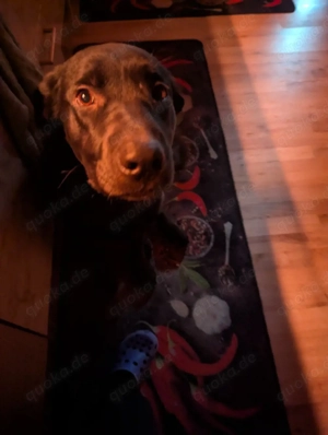 Labrador schäferhund Rüde 