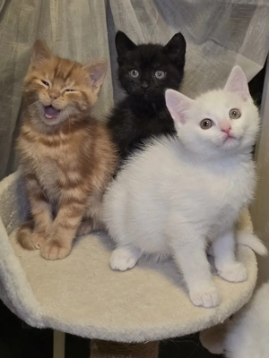 Kitten suchen ein liebevolles Zuhause 