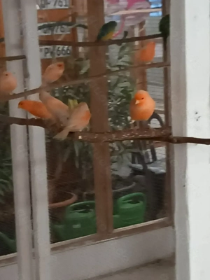 Kanarienvögel von 2025