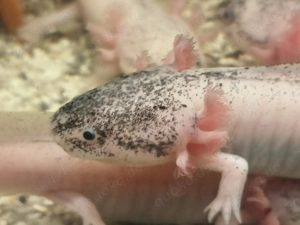 axolotl abzugeben