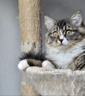 Verspielter Kater sucht liebevolles Zuhause   