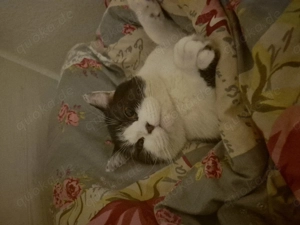 Liebevoller BKH Chocolate White in vertrauenswürdige Hände abzugeben