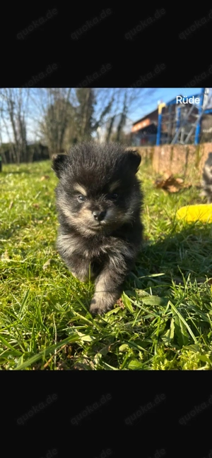 Pomeranian Zwergspitz Welpen