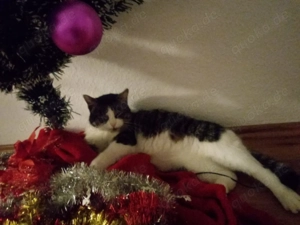 Wildkatze zum verkaufen 