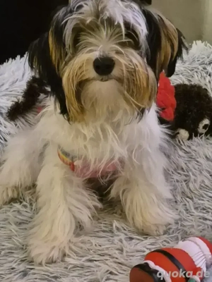 verkaufe biewer jorki rüde 6 monate