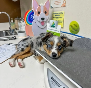 Aussie-Welpe zur Adoption
