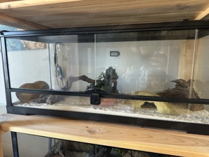 Zwei Leopardgekos (Blizzard) mit einem Terrarium