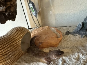 2 Leopardgeckos mit Terrarium