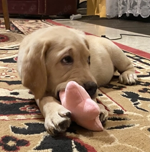 Labrador Welpen mit Stammbaum 